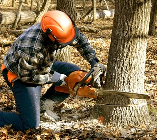 Tree Removal in Vida, MT